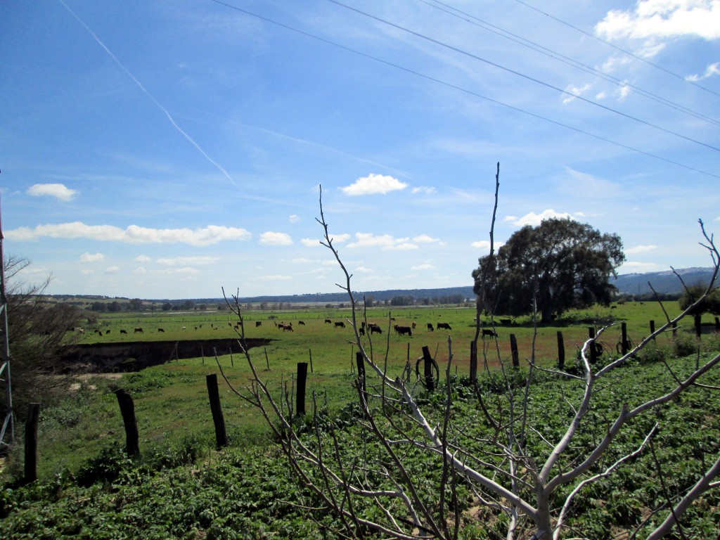Foto: Jandilla desde Libreros - Libreros (Cádiz), España