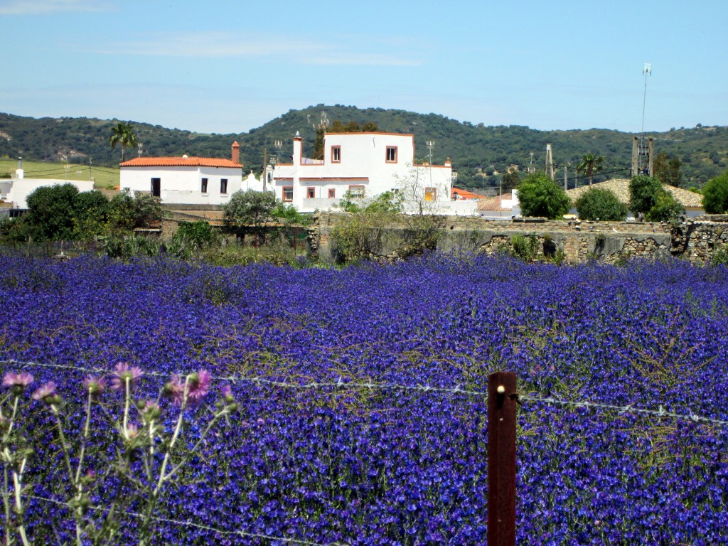 Foto: Primavera en Naveros - Naveros (Cádiz), España