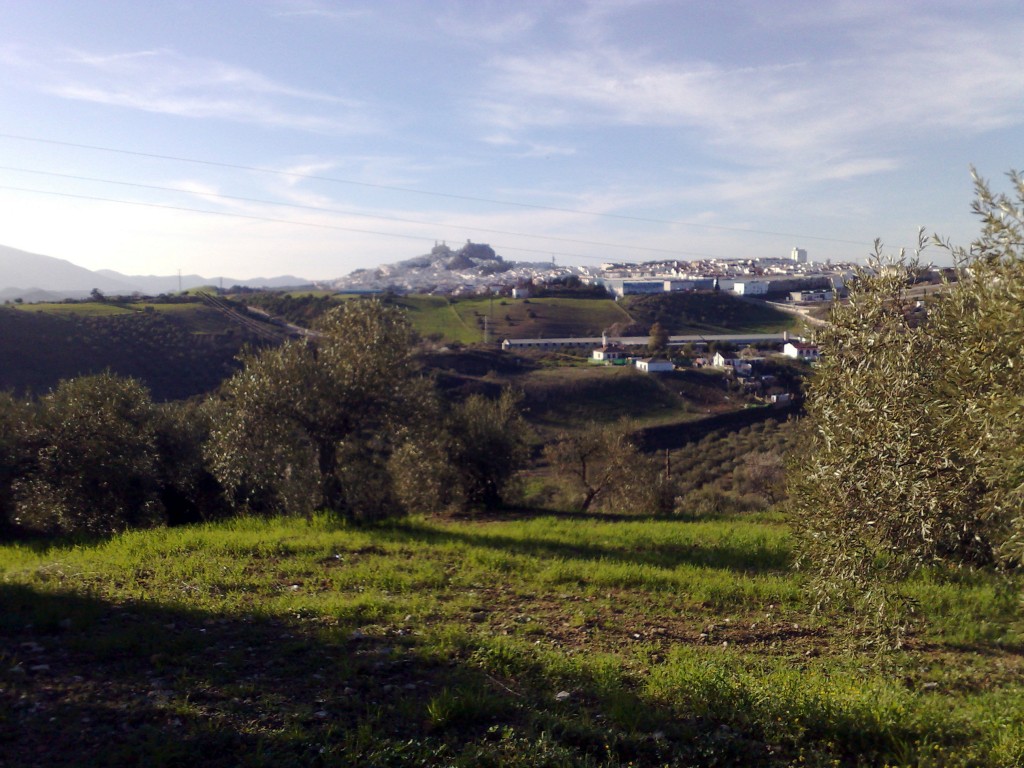 Foto: Entre olivos - Olvera (Cádiz), España