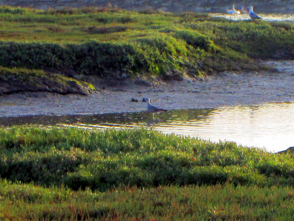 Foto: Marísma - San Fernando (Cádiz), España
