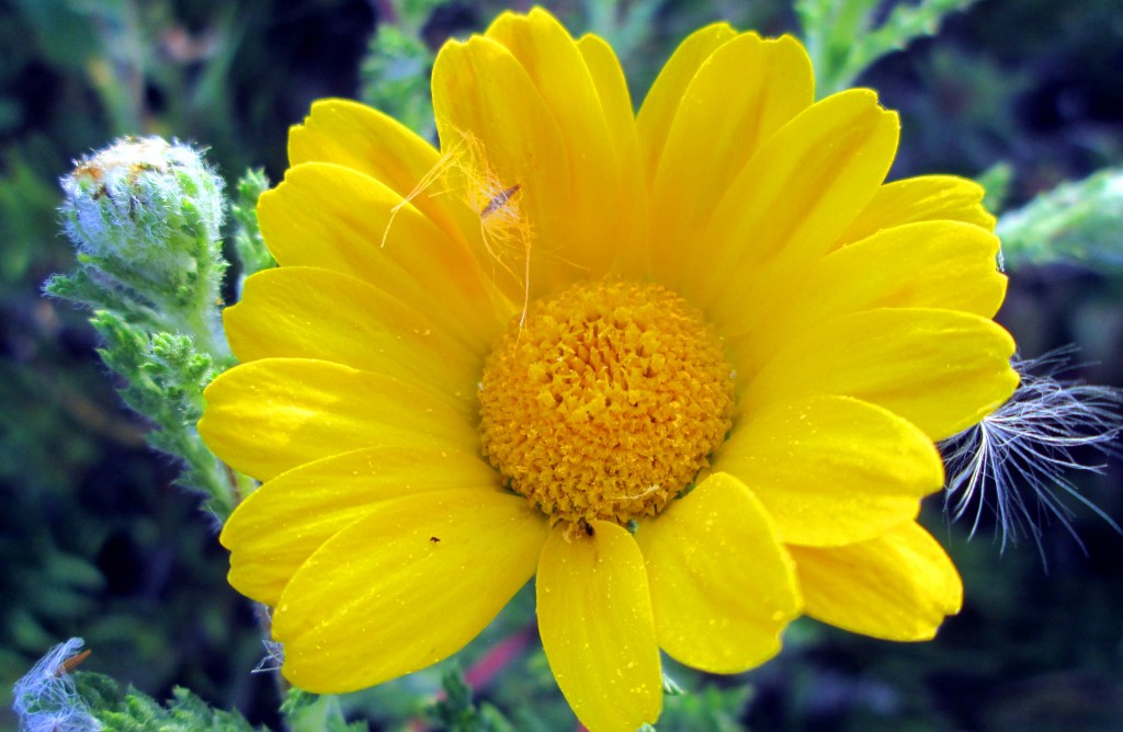 Foto: Fora marismeña - San Fernando (Cádiz), España