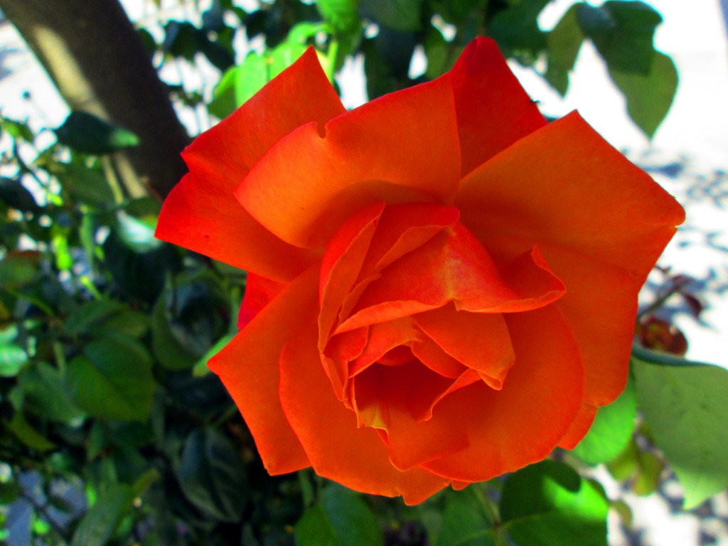Foto: Rosas rojas por sus calles - San Isidro de Guadalete (Cádiz), España
