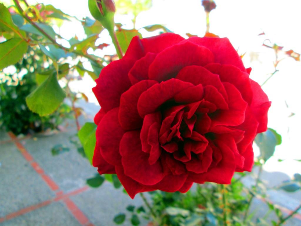 Foto: Rosas por todas sus calles - San Isidro de Guadalete (Cádiz), España