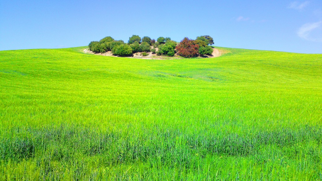 Foto: El Cerrillo - San José del Valle (Cádiz), España