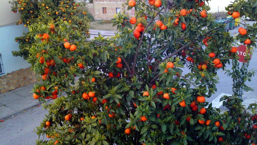 Foto: Citricos urbanos - San José del Valle (Cádiz), España