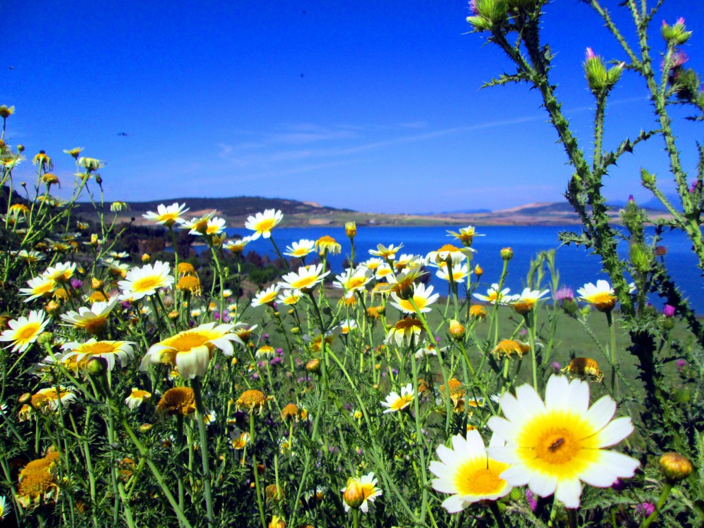 Foto: Flora del embalse - San José del Valle (Cádiz), España