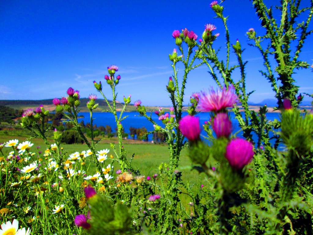 Foto: Flora del pantano - San José del Valle (Cádiz), España