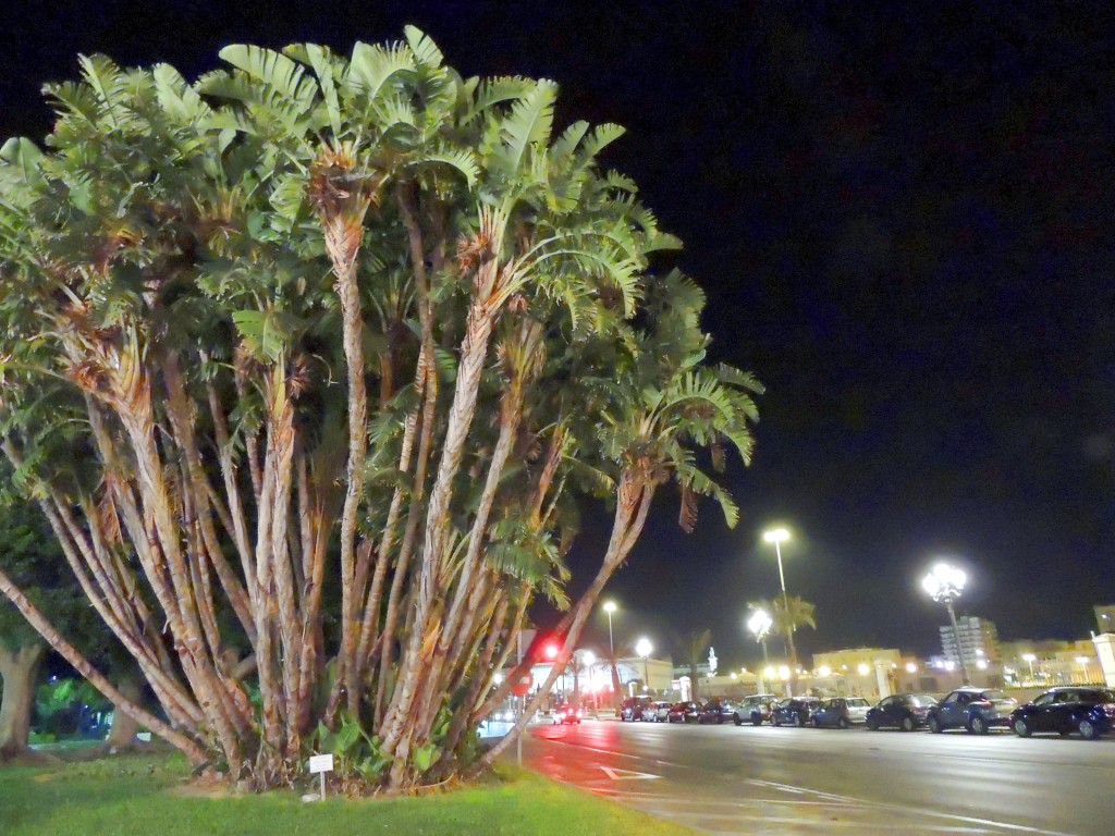 Foto: Paseo Canalejas - Cádiz (Andalucía), España
