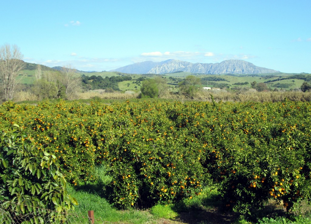 Foto: Cultivo de cítricos - San Pablo de Buceite (Cádiz), España