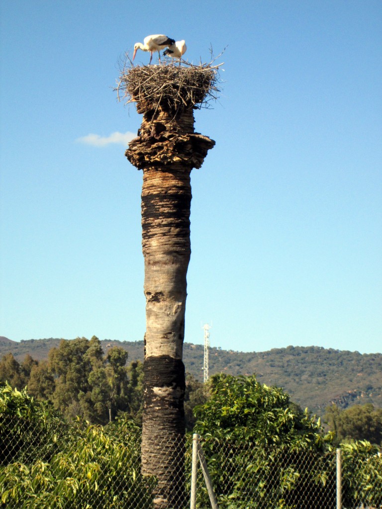 Foto: El vecino del ático - San Pablo de Buceite (Cádiz), España