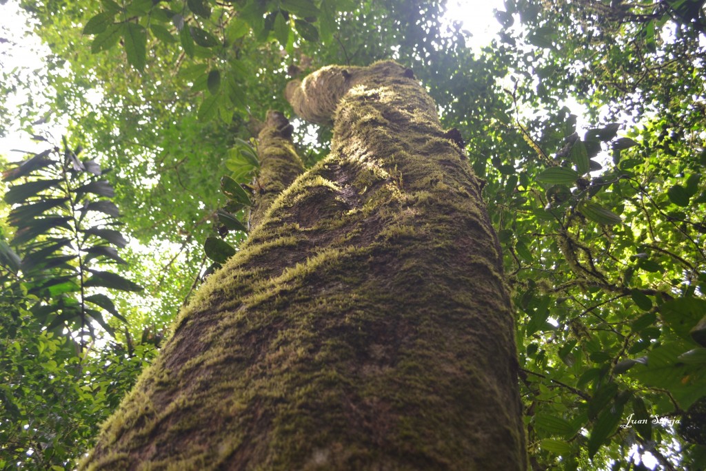 Foto de San carlos, Rio Celeste (Alajuela), Costa Rica