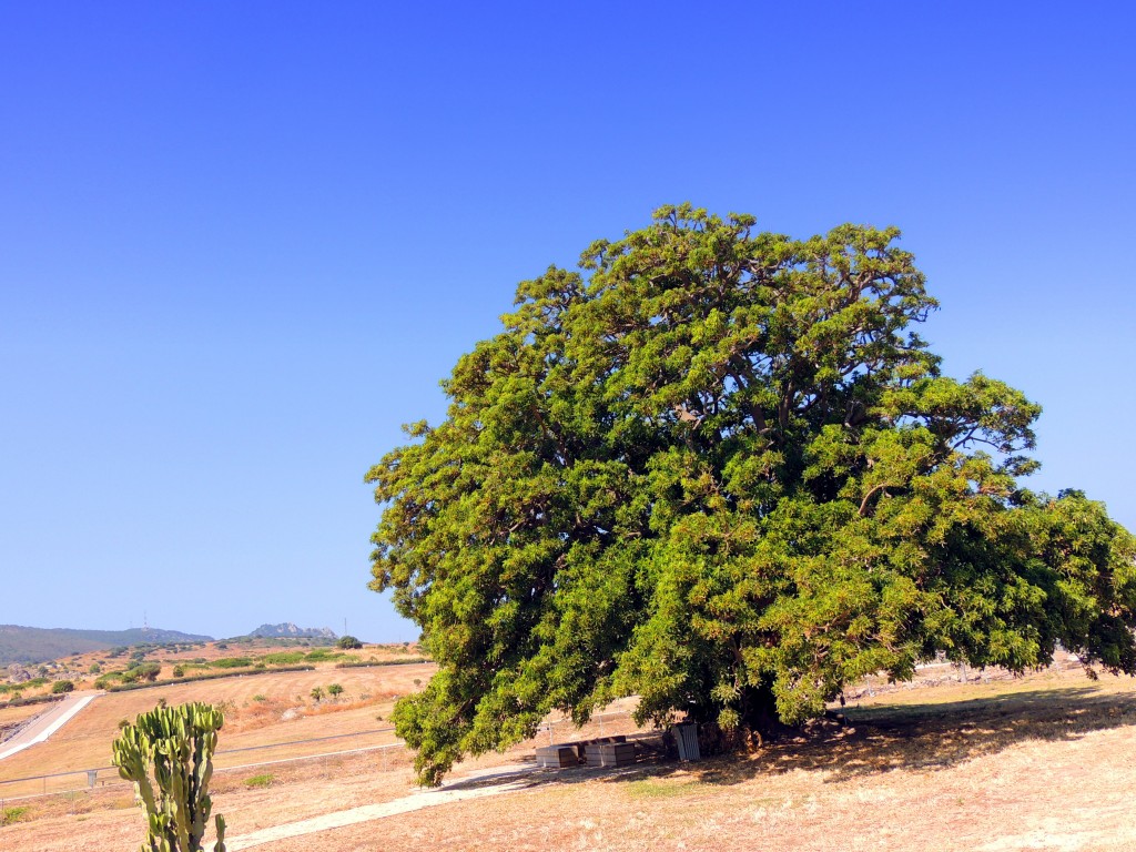 Foto: Ombú -Phitolacca Dioicca-  Sudamérica - El Lentiscal (Cádiz), España