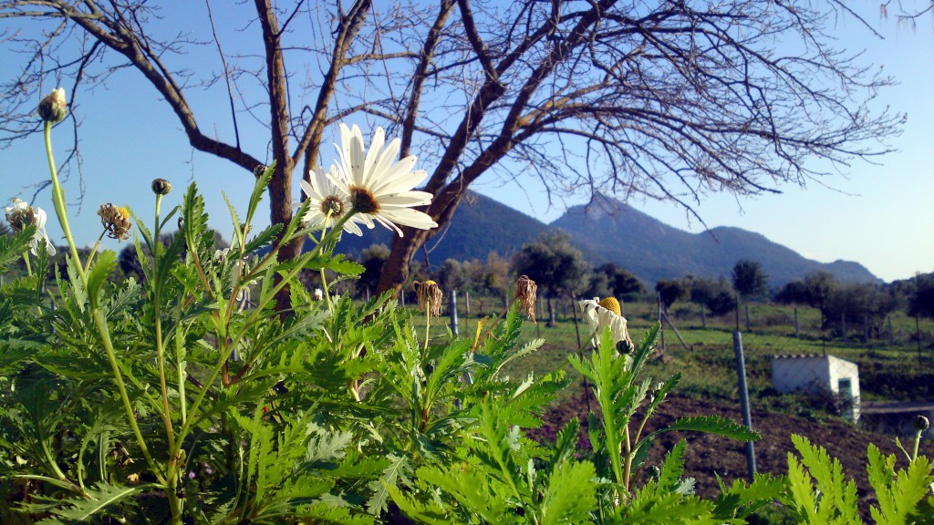 Foto: Flora de Ubrique - Ubrique (Cádiz), España
