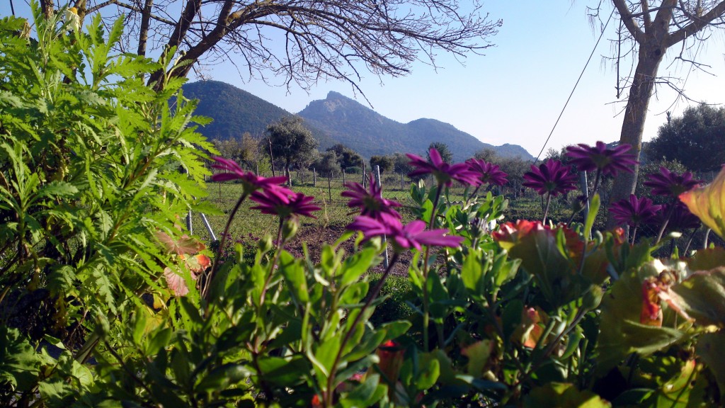 Foto: Flora de Ubrique - Ubrique (Cádiz), España
