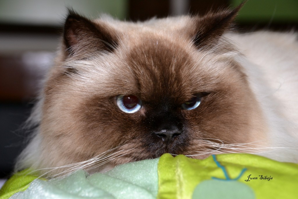 Foto de Santo Domingo (Heredia), Costa Rica