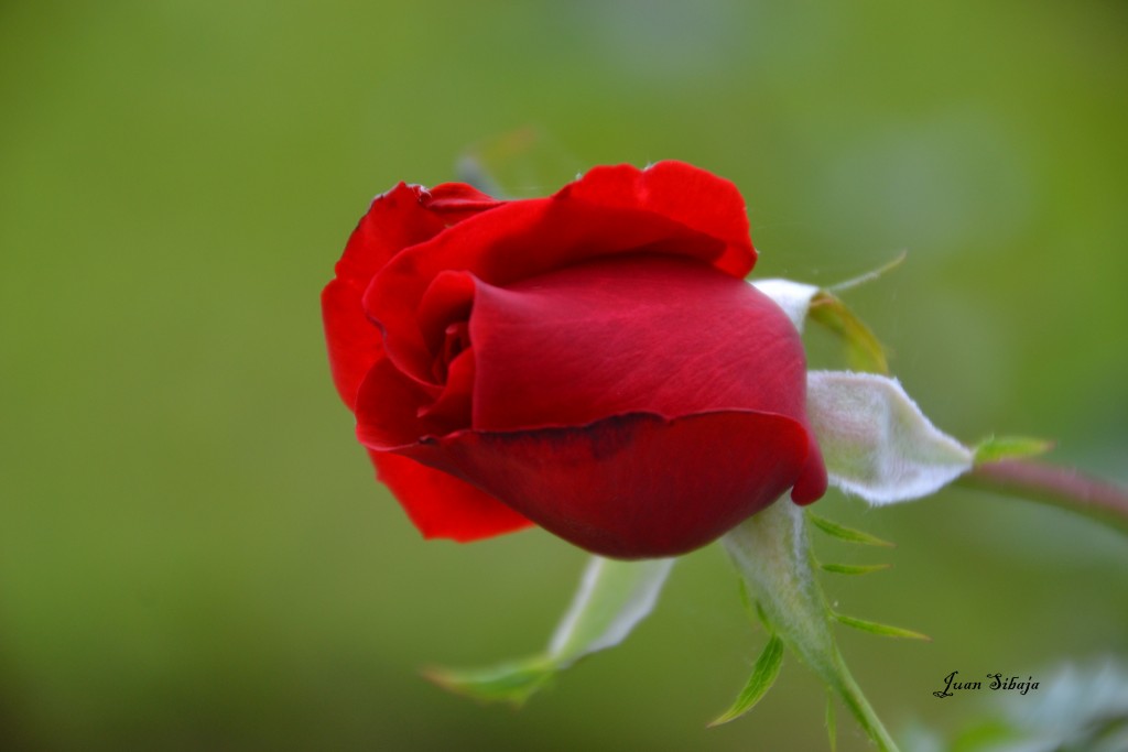 Foto de Heredia, Santo Domingo (Heredia), Costa Rica