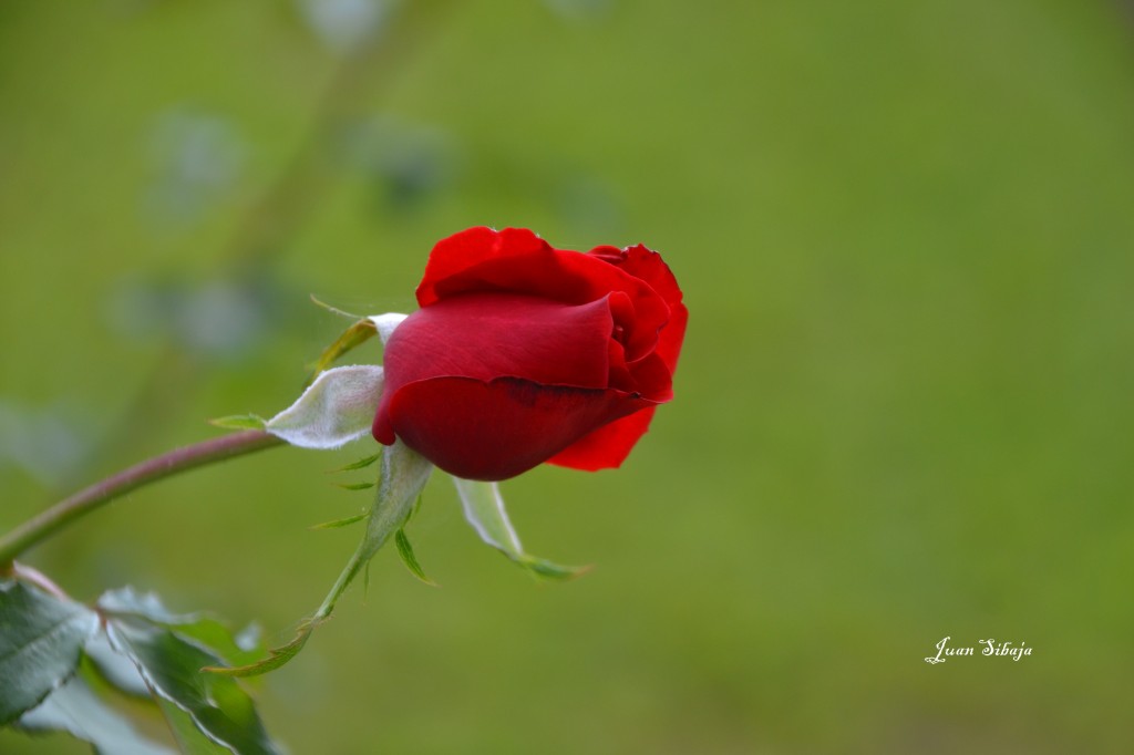 Foto: Heredia, Santo Domingo - Heredia, Santo Domingo (Heredia), Costa Rica