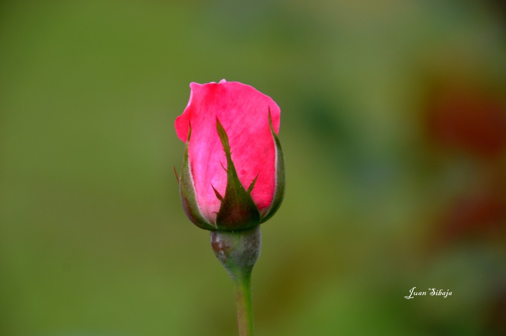 Foto: Heredia, Santo Domingo - Heredia, Santo Domingo (Heredia), Costa Rica