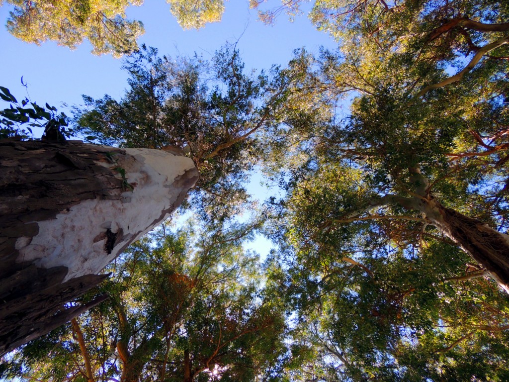 Foto: Copas centenarias - Rota (Cádiz), España