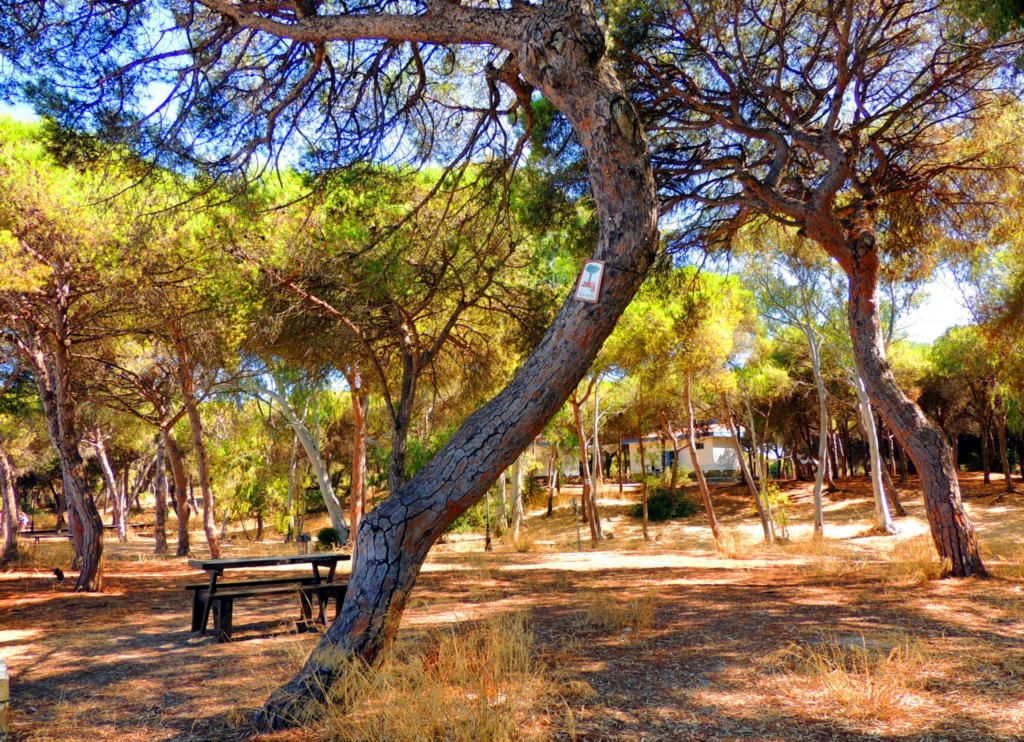 Foto: Parque La Almadraba - Rota (Cádiz), España