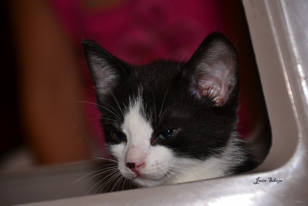 Foto: Mascota de NATHY - Alajuela, Costa Rica