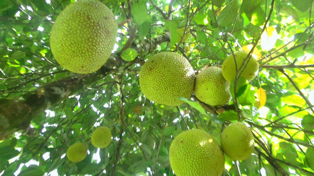 Foto: Canalete - Upala, Costa Rica