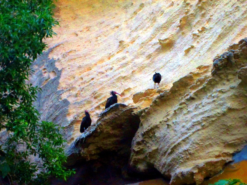 Foto: Ibis Eremita - Vegér de la Frontera (Cádiz), España