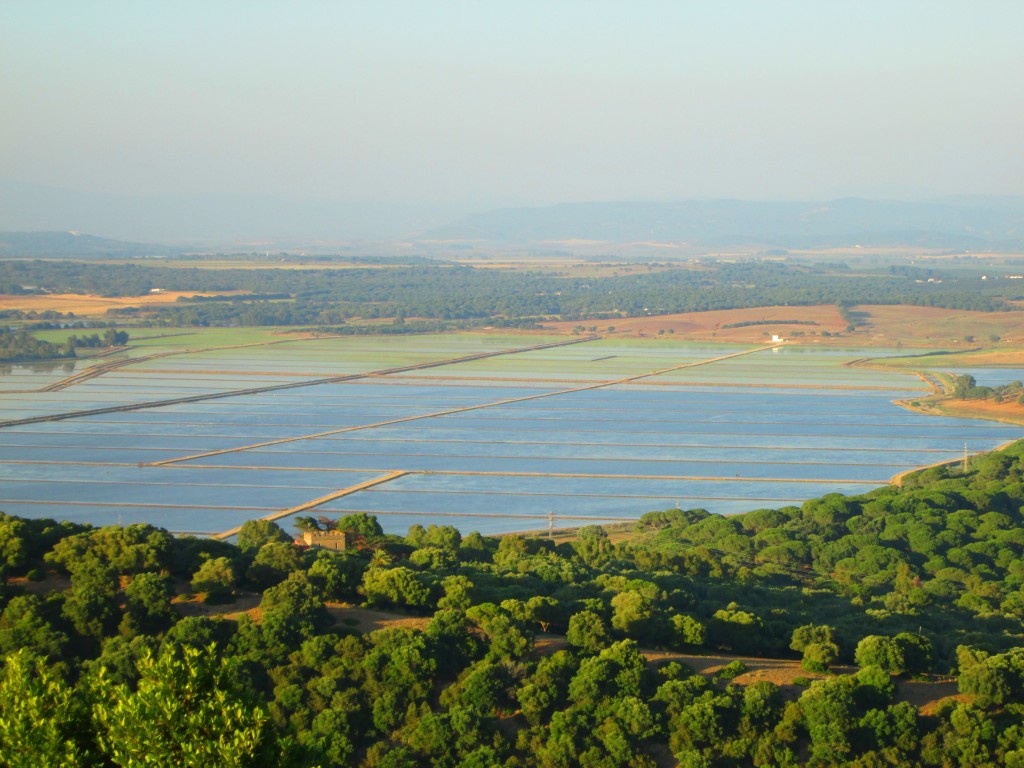 Foto: Arrozales de la Janda - Vegér de la Frontera (Cádiz), España