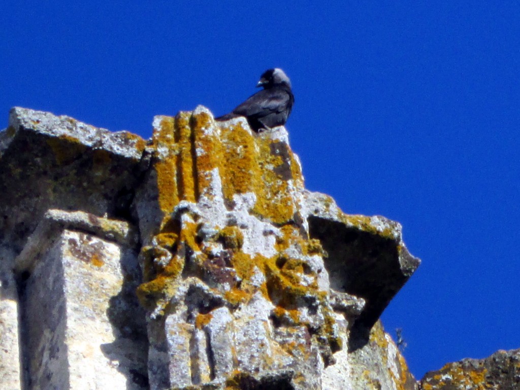 Foto: Cuervo haciendo de gárgola - Vegér de la Frontera (Cádiz), España