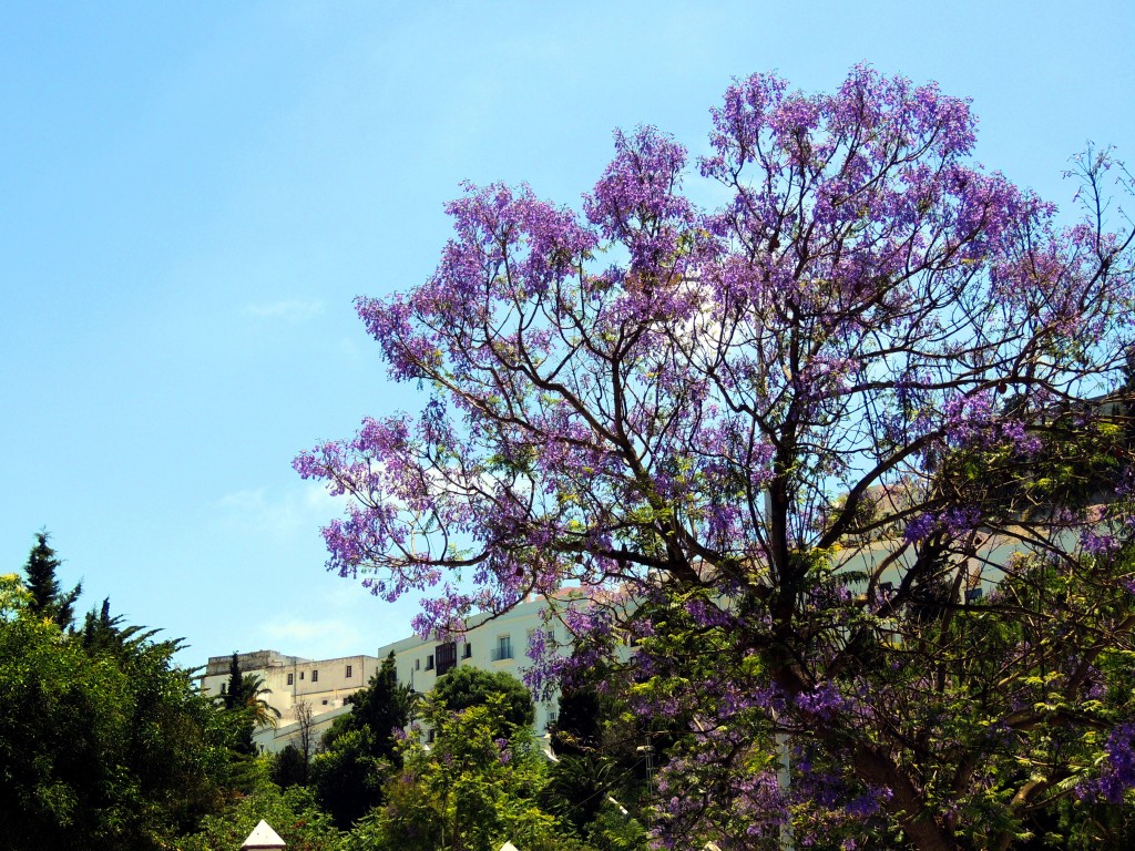 Foto: Parque Municipal Los Remedios - Vegér de la Frontera (Cádiz), España