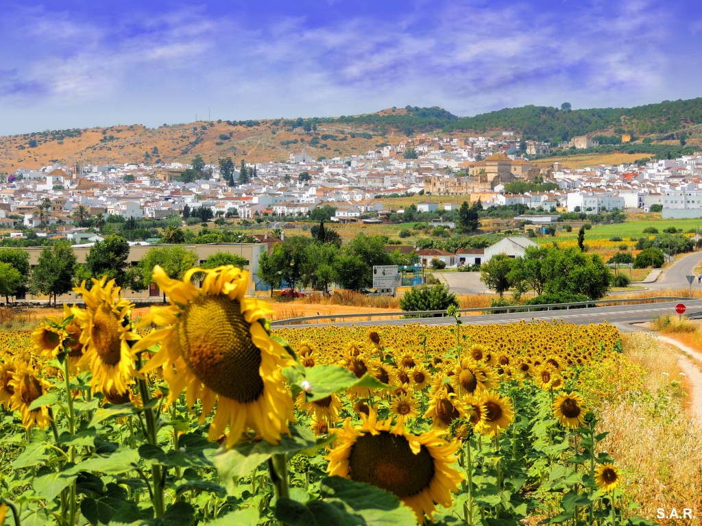 Foto: Girasoles de Bornos - Bornos (Cádiz), España