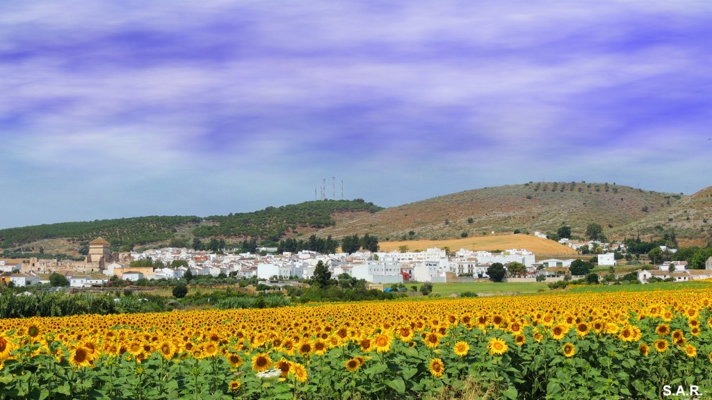 Foto: Entre Girasoles - Bornos (Cádiz), España