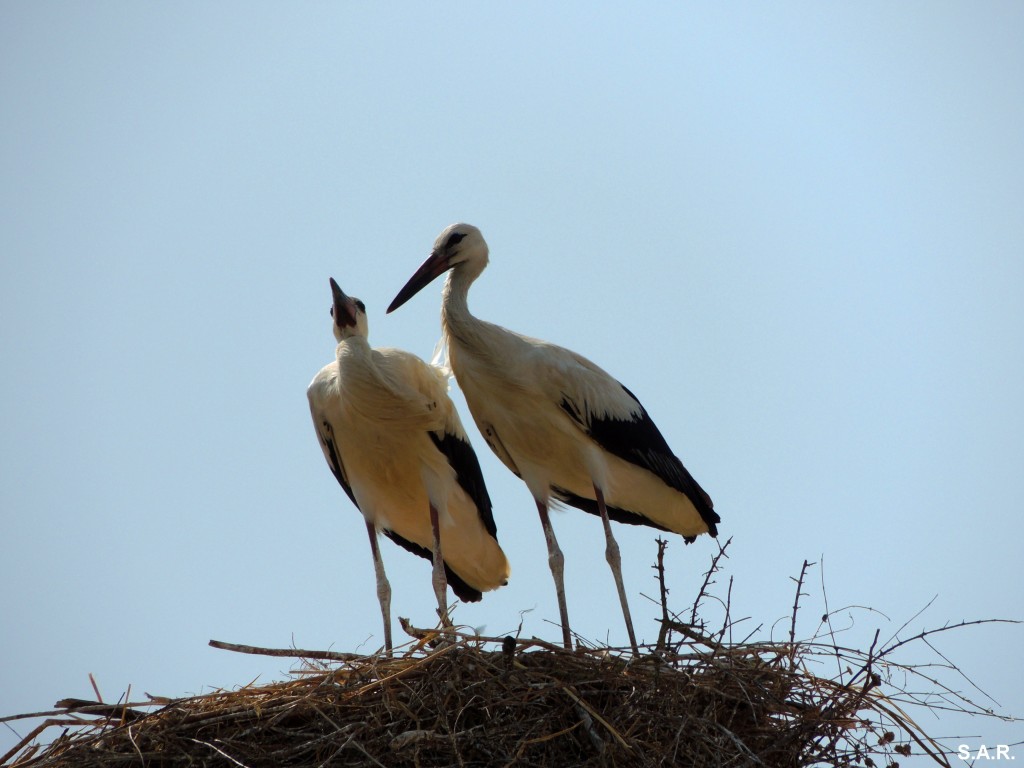 Foto: Los enamorados del campanario - Bornos (Cádiz), España