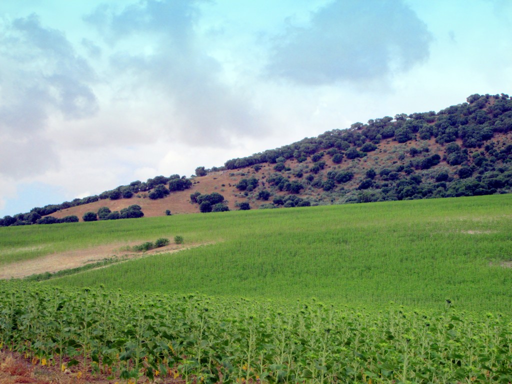 Foto: Sierra de Aznar - Venta La Perdiz (Cádiz), España
