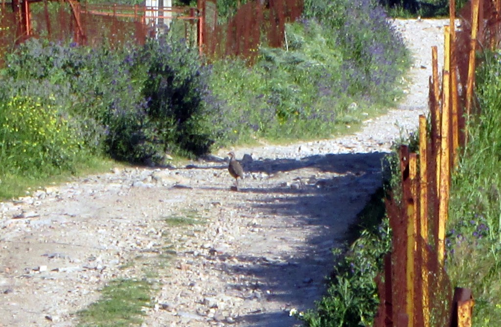 Foto: Las perdices por sus calles - El Berrueco (Cádiz), España