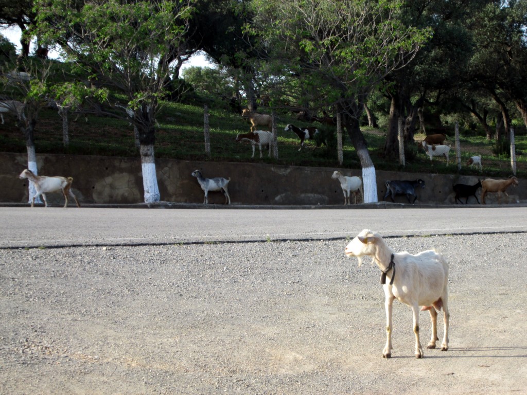 Foto: Lider - Alcala de los Gazules (Cádiz), España