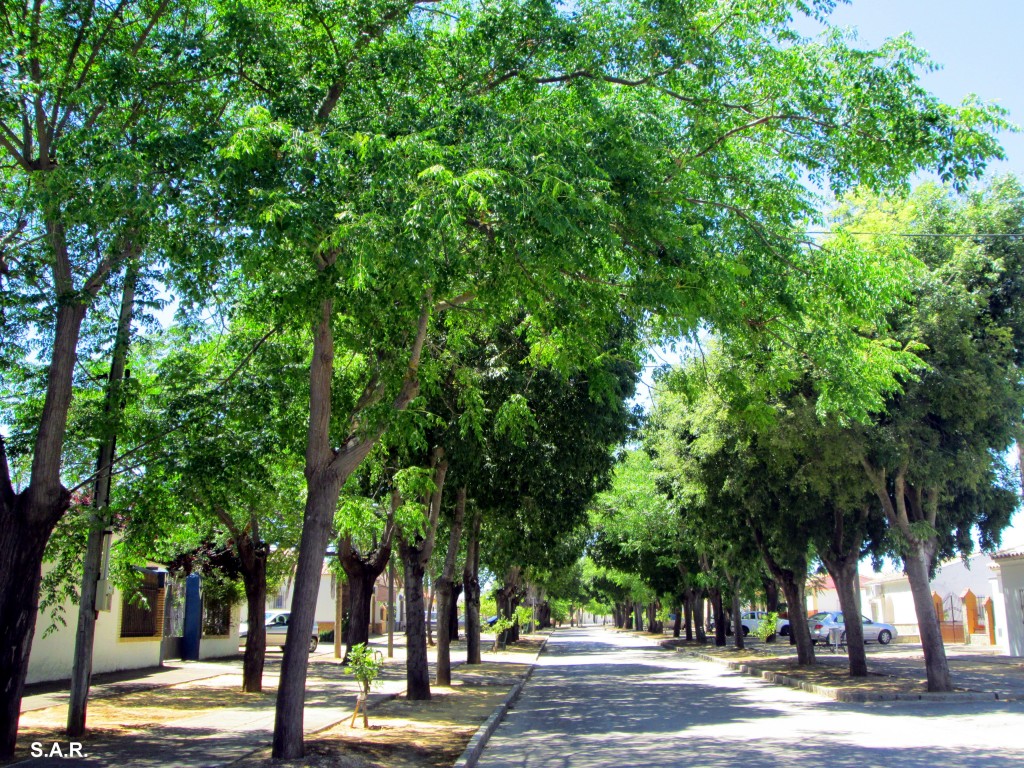 Foto: Calle Real - El Torno (Cádiz), España