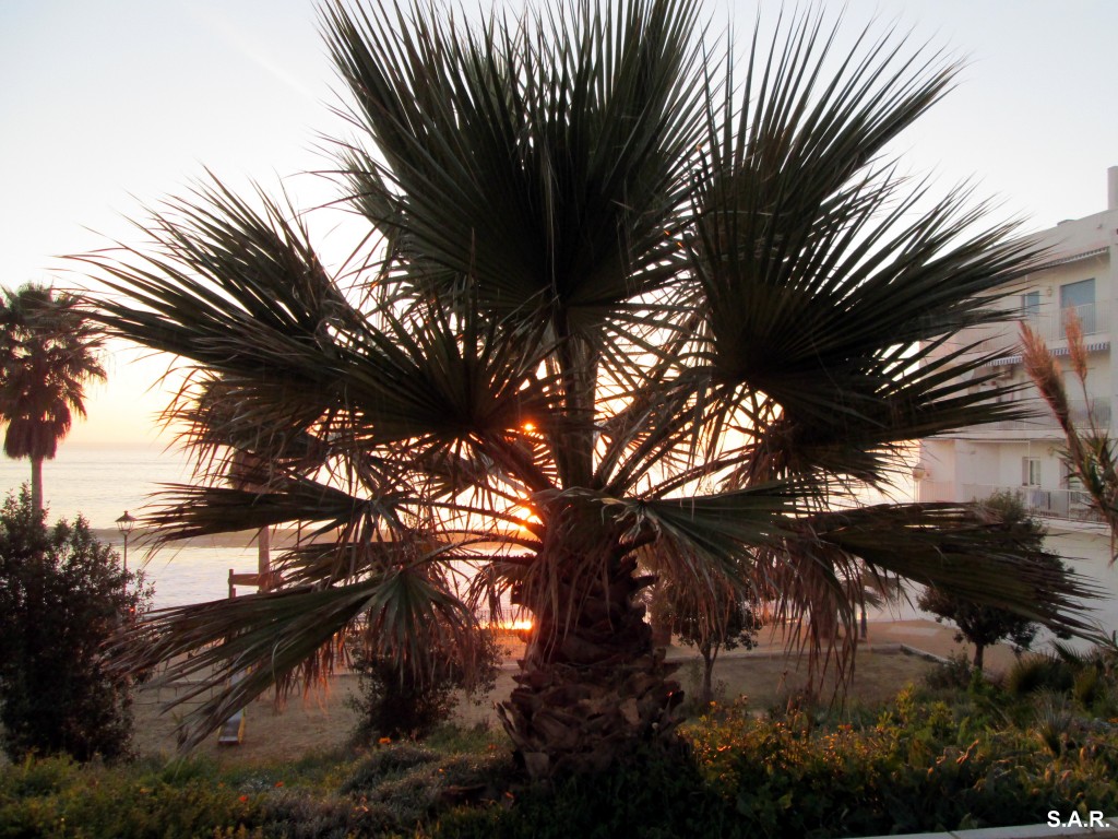 Foto: Palmeras - Fuentebravía (Cádiz), España