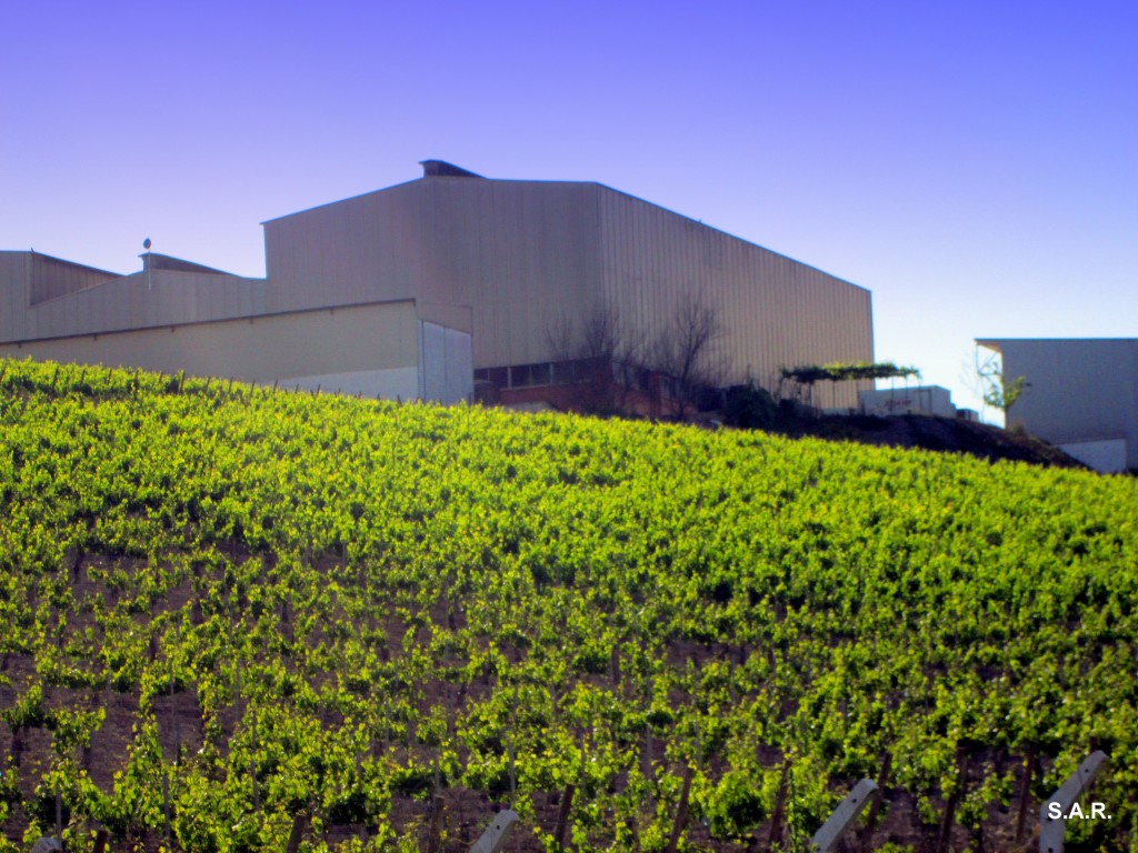 Foto: Viñedos Barbadillo - Gibalbín (Cádiz), España
