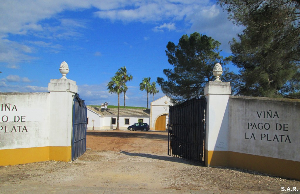 Foto: Viña Pago de la Plata - Gibalbín (Cádiz), España