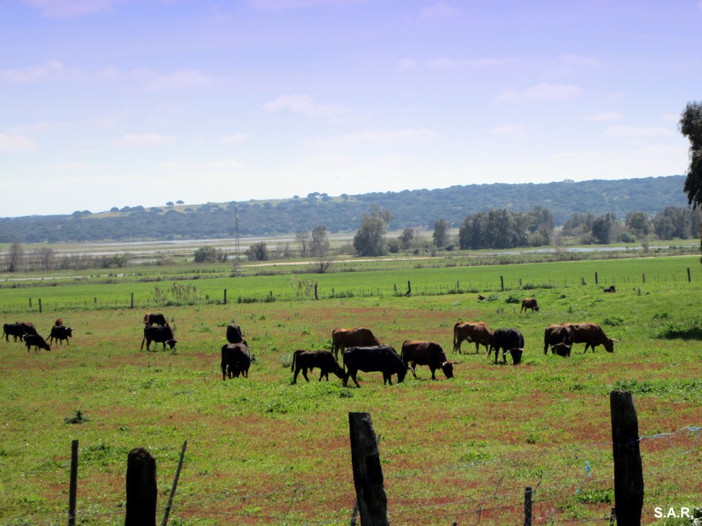 Foto: Ganado B - Jandilla (Cádiz), España