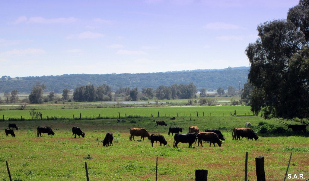Foto: Ganado Bravo - Jandilla (Cádiz), España