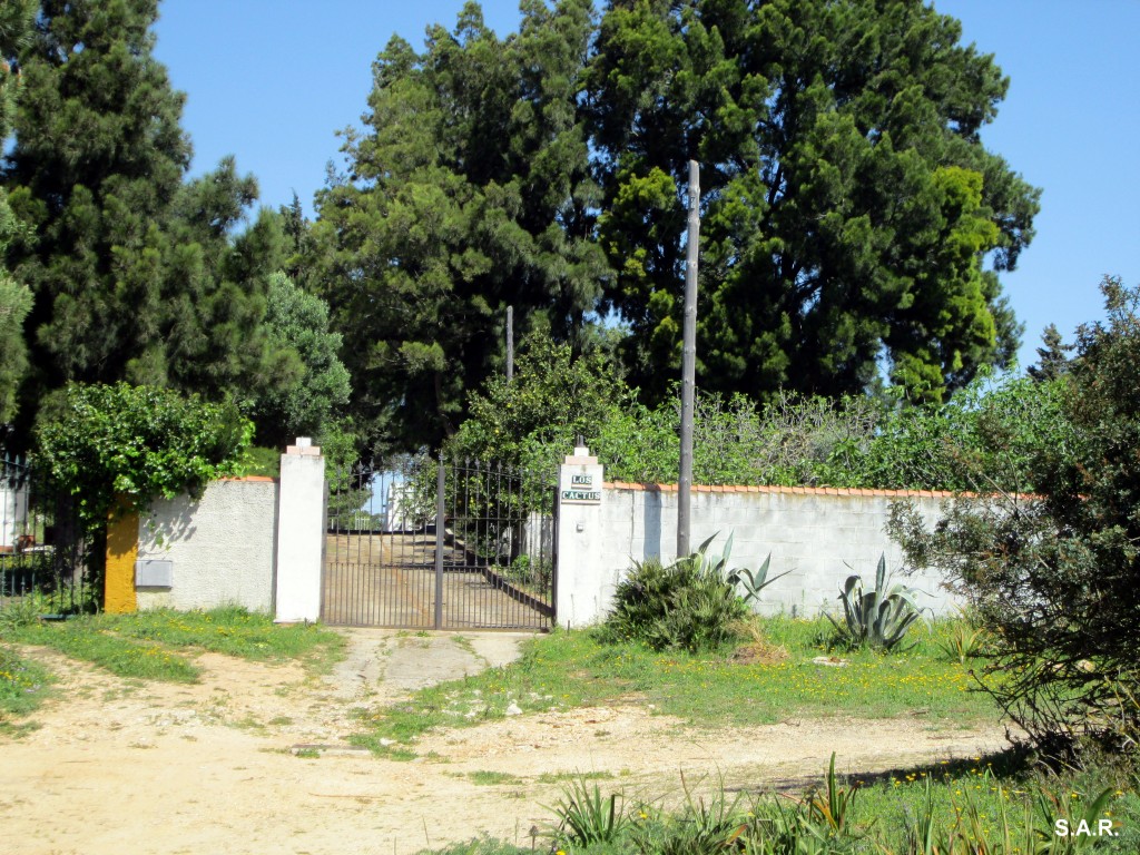 Foto: Los Cactus - Jarana Barrio (Cádiz), España