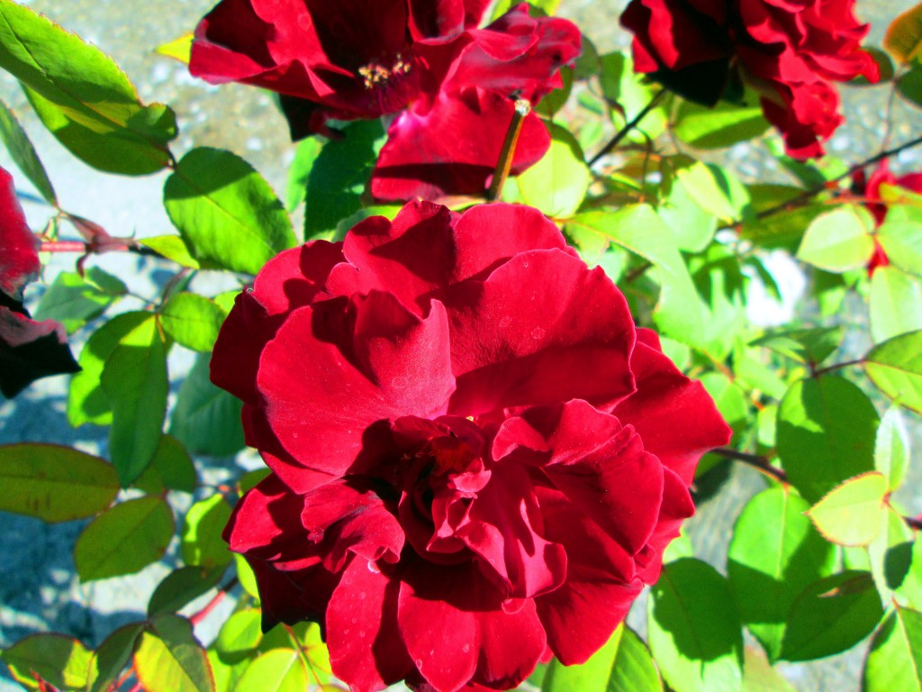 Foto: Rosas por sus calles - José Antonio (Cádiz), España