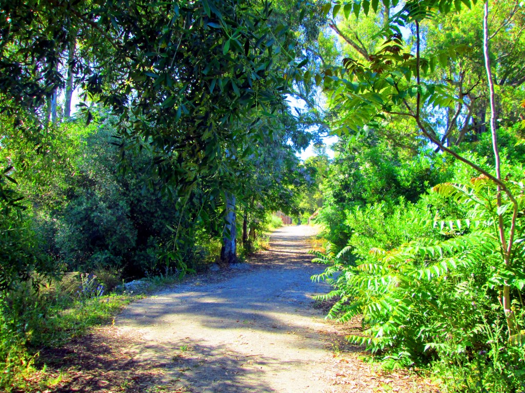 Foto: Camino del río - Junta de los ríos (Cádiz), España
