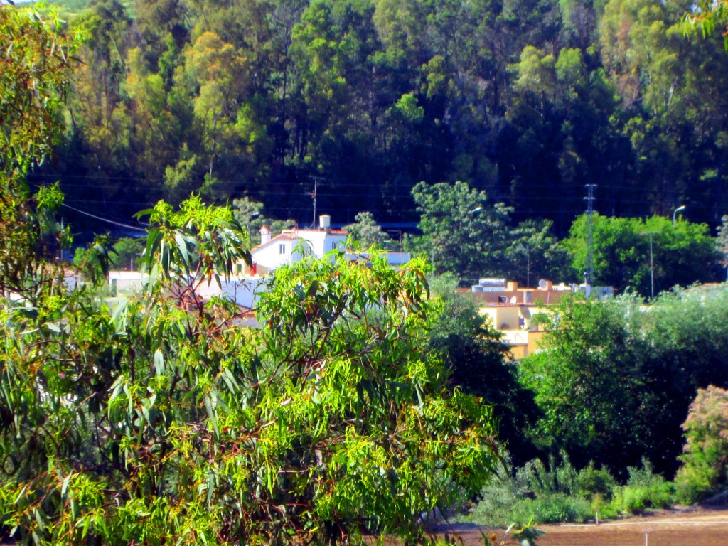 Foto: Vista desde la morcilla - Junta de los ríos (Cádiz), España