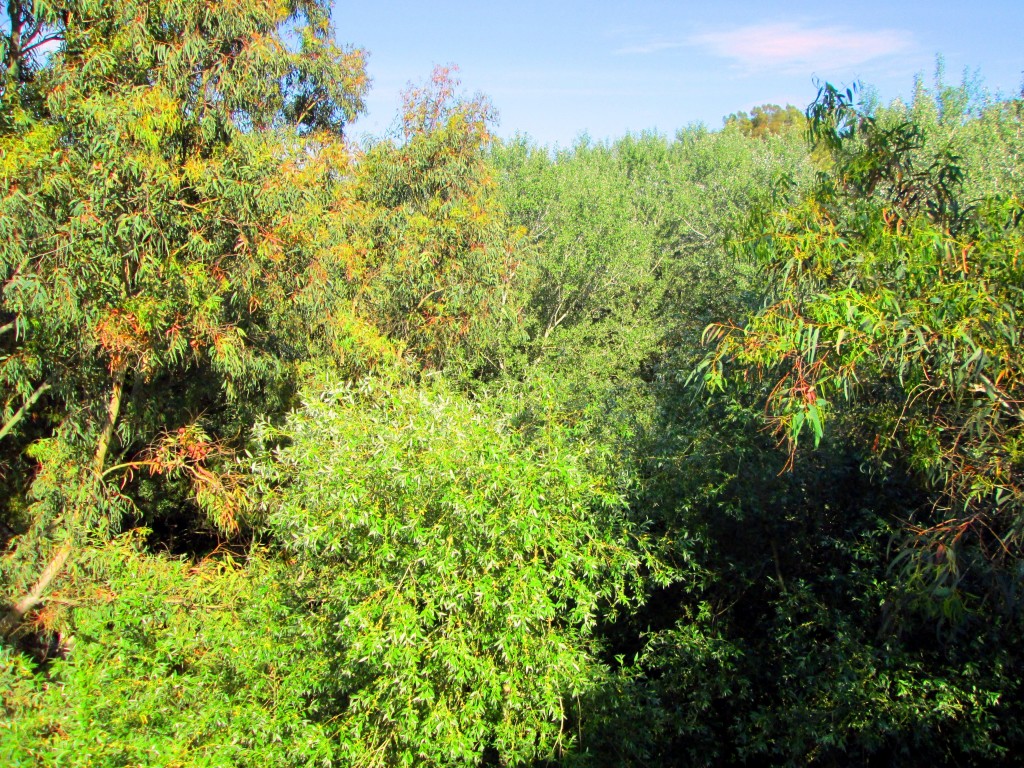 Foto: Orillas frondosas - Junta de los ríos (Cádiz), España