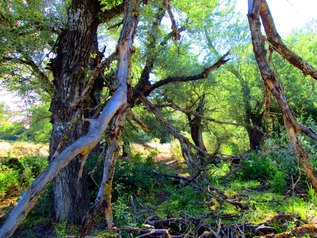 Foto: Bosque - Junta de los ríos (Cádiz), España