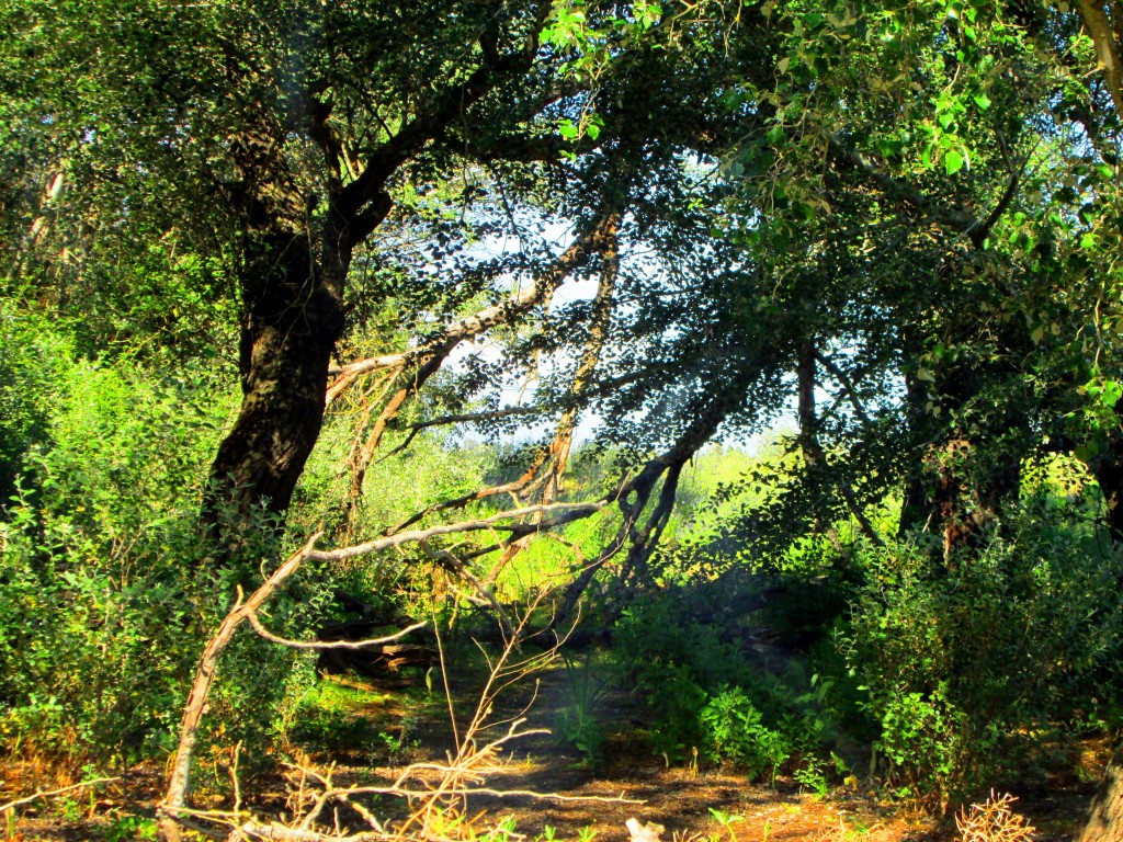 Foto: Bosque - Junta de los ríos (Cádiz), España