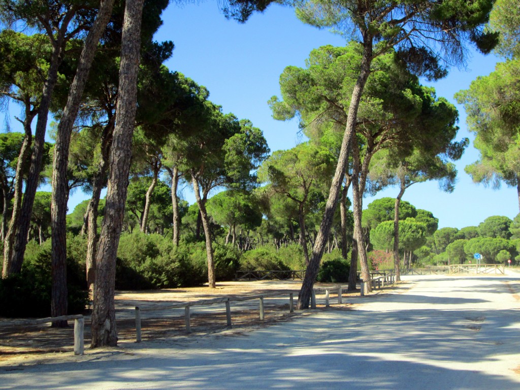 Foto: Pinares La Algaida - La Algaida (Cádiz), España